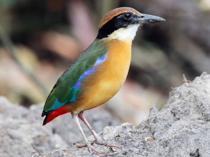 Pitta des mangroves