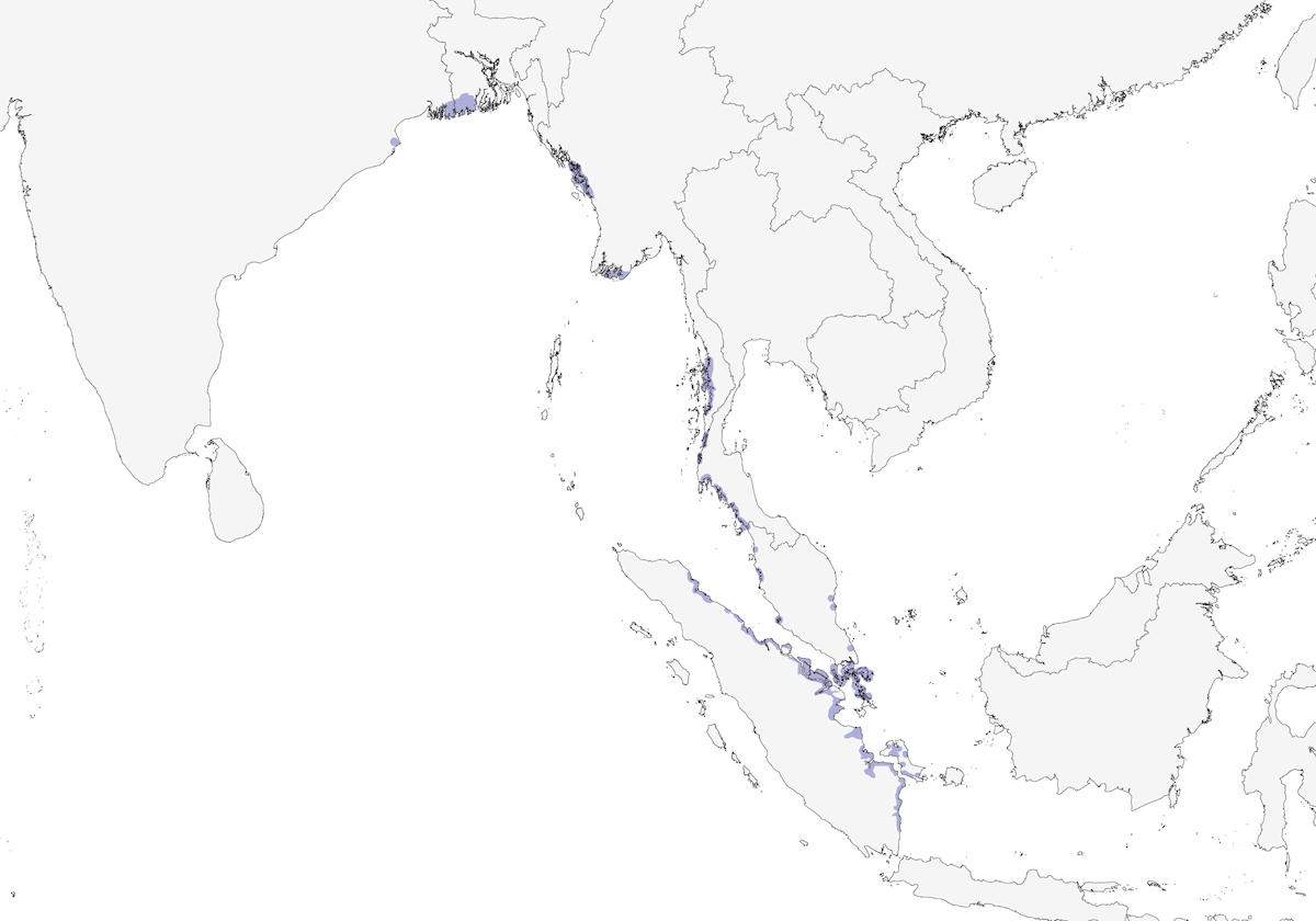 Pita de Manglar, Distribución 1