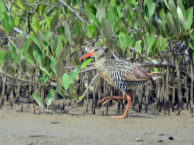Râle des mangroves, Photos 3