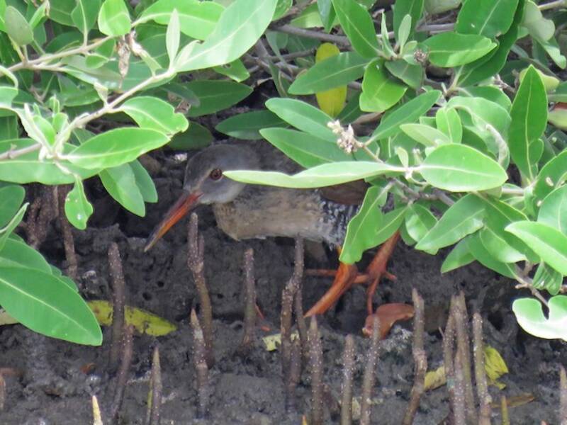 Râle des mangroves, Photos 2