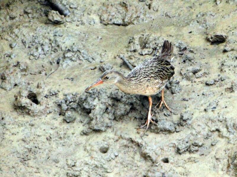Râle des mangroves, Photos 4