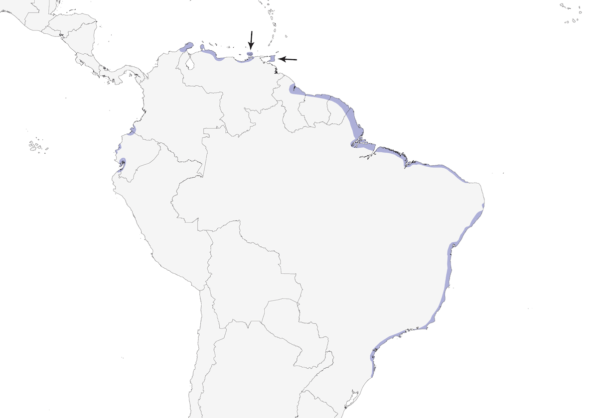 Râle des mangroves, Distribution 1