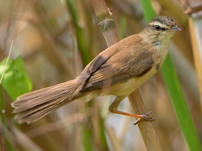 Manchurian Reed Warbler
