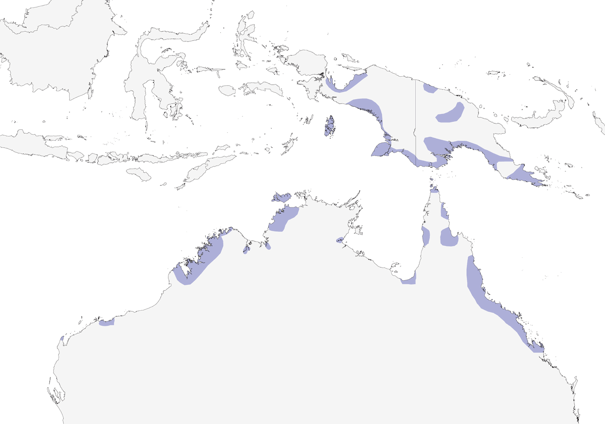 Pettirosso delle mangrovie, Distribuzione 1
