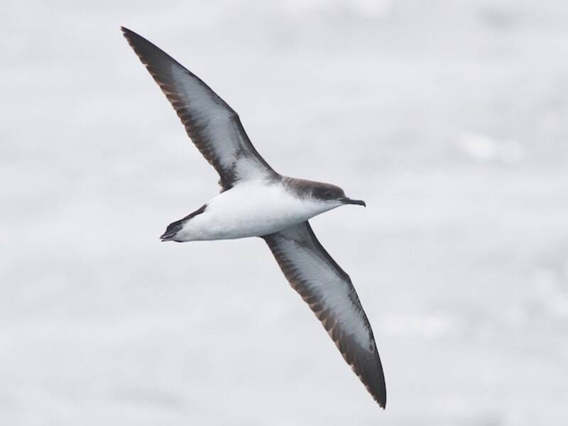 Manx Shearwater (Puffinus puffinus)