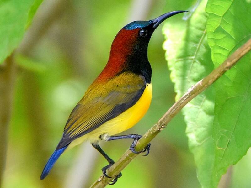 Nettarinia dalla nuca marrone