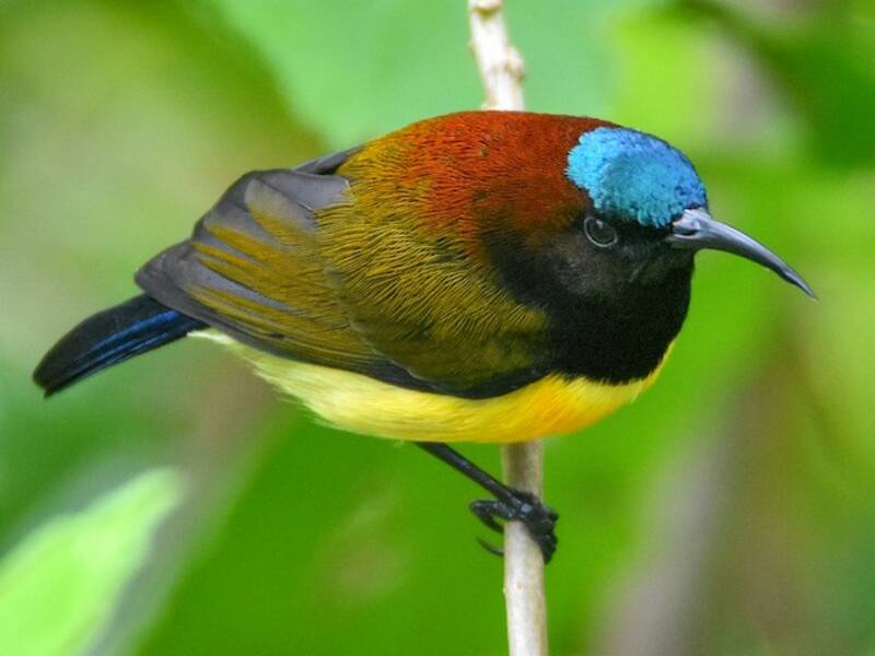 Nettarinia dalla nuca marrone, Foto 4