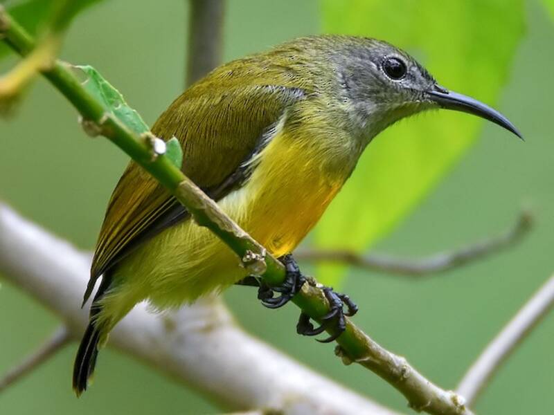 Nettarinia dalla nuca marrone, Foto 2
