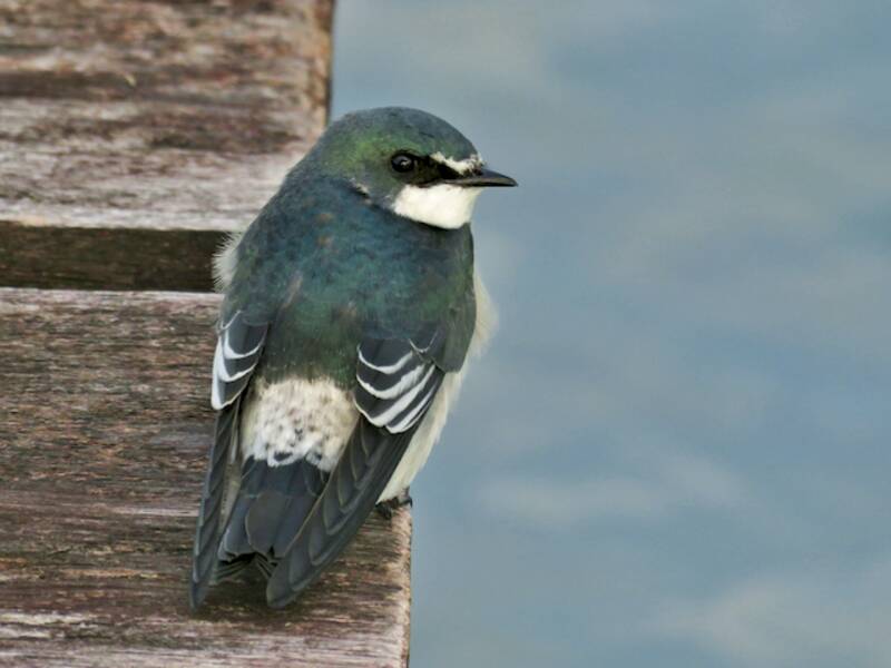 Mangrove Swallow, Photos 3