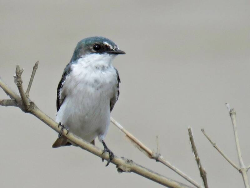 Mangrove Swallow, Photos 4
