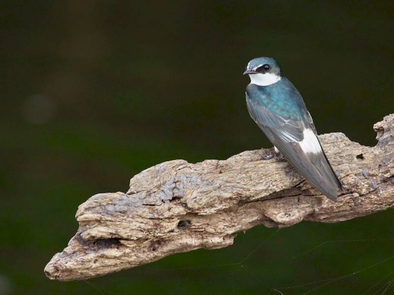 Mangrove Swallow, Photos 2