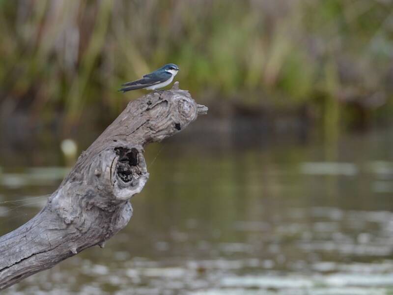 Mangrove Swallow