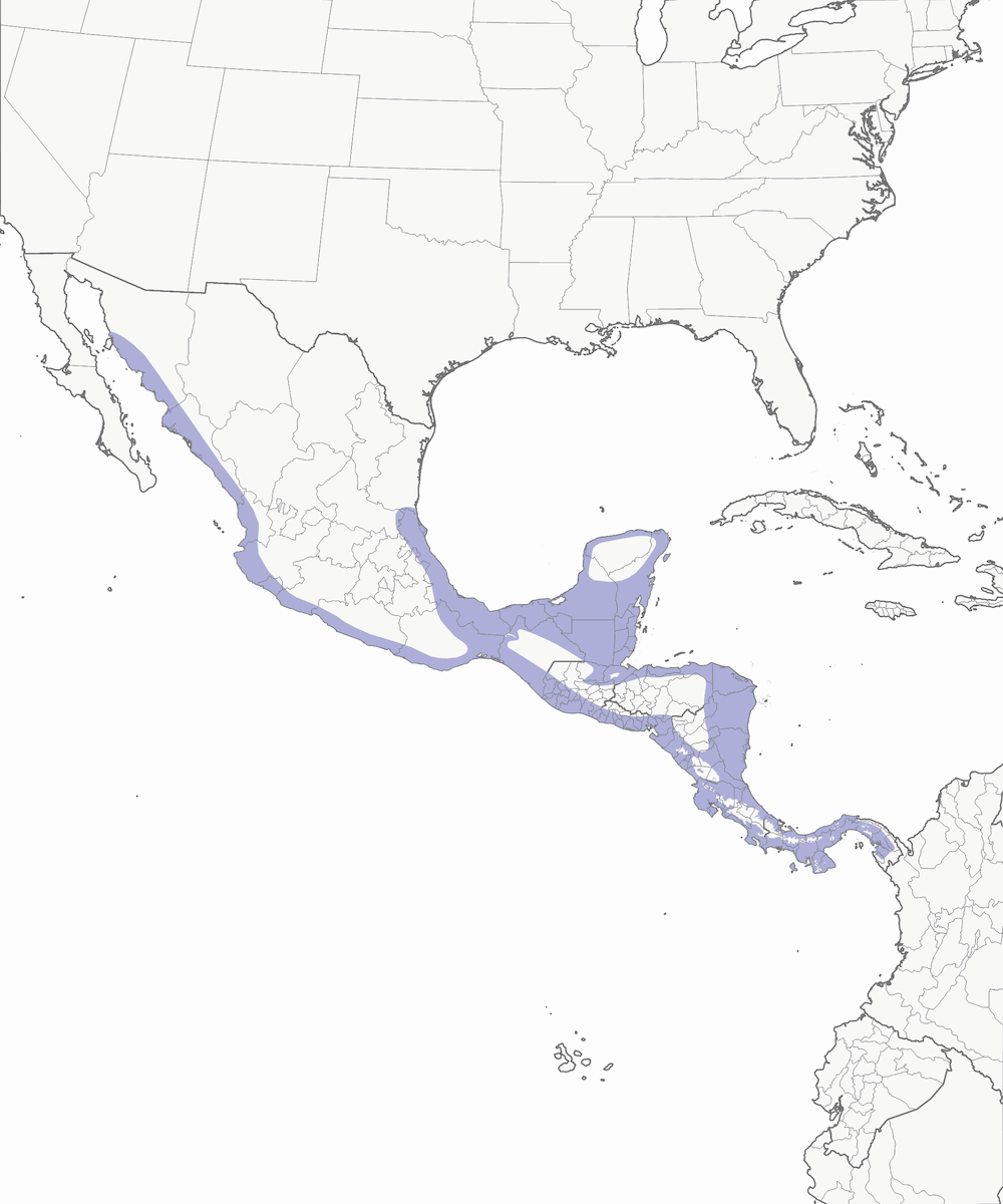 Mangrove Swallow, Distribution 1