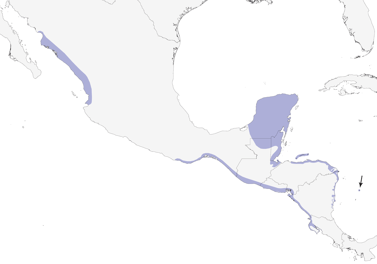 Viréo des mangroves, Distribution 1
