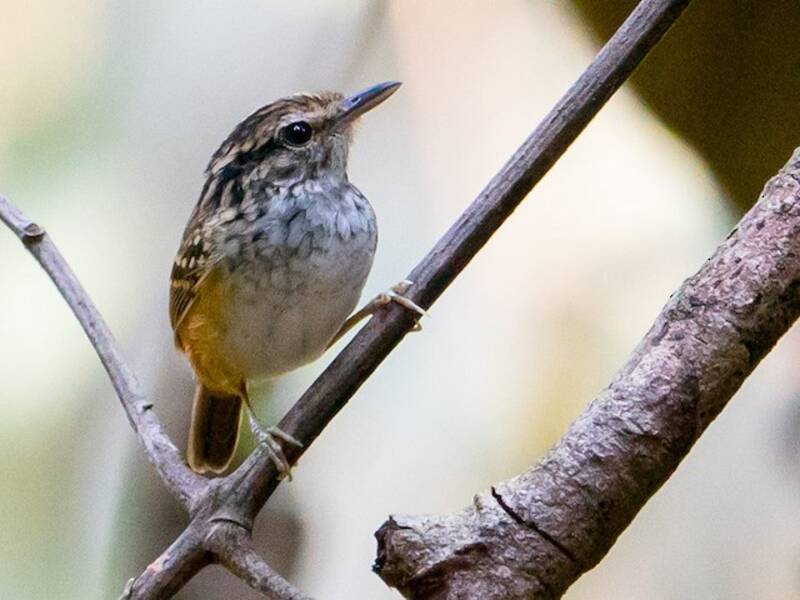 Manicore Warbling-Antbird