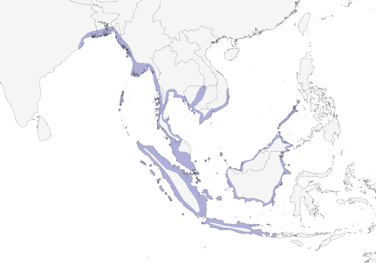 Fischiatore delle mangrovie, Distribuzione 1
