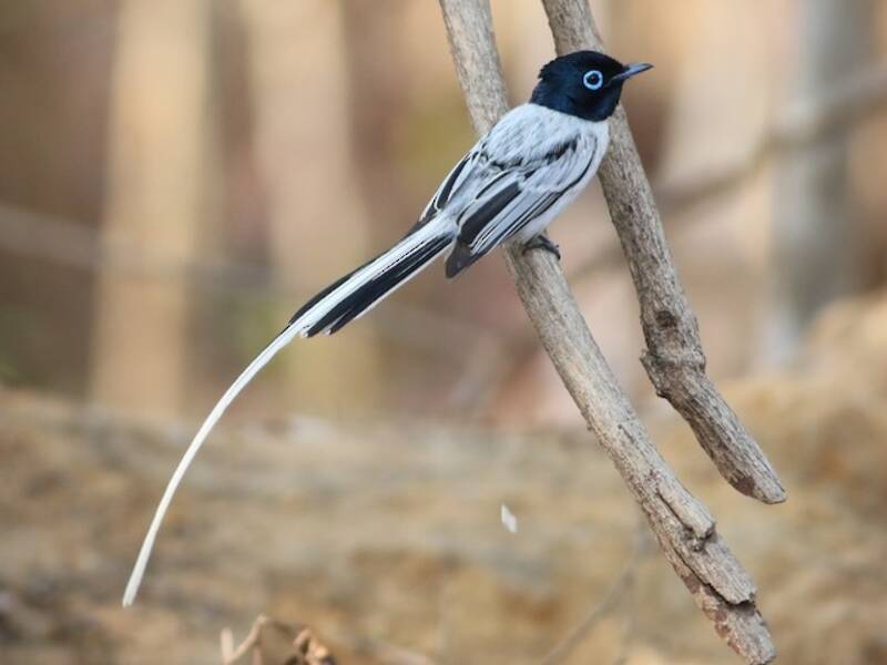 Malagasy Paradise-Flycatcher (Terpsiphone mutata)
