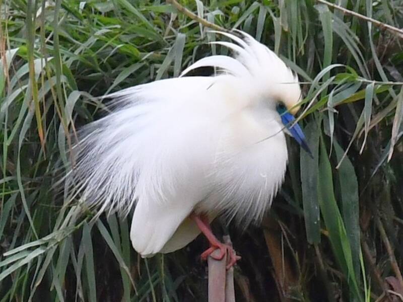 Malagasy Pond-Heron, 照片 3