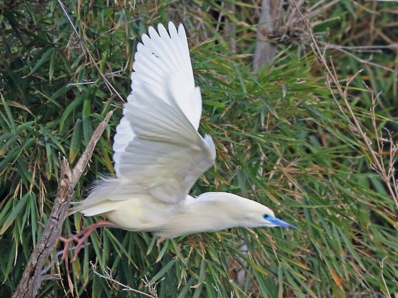 Malagasy Pond-Heron, 照片 4