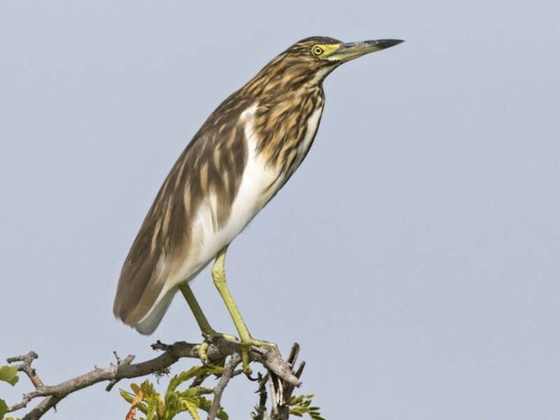 Malagasy Pond-Heron, 照片 2