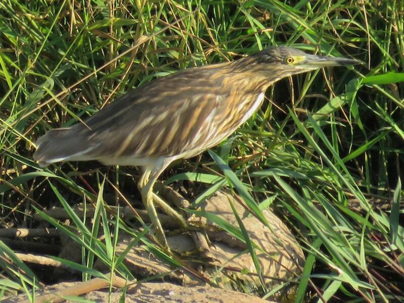 Malagasy Pond-Heron