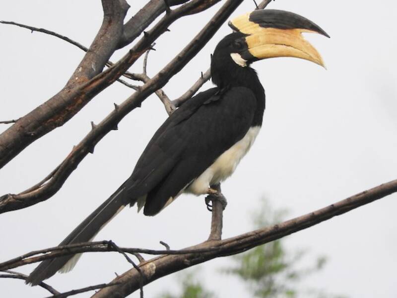 Malabar-Hornvogel, Fotos 3