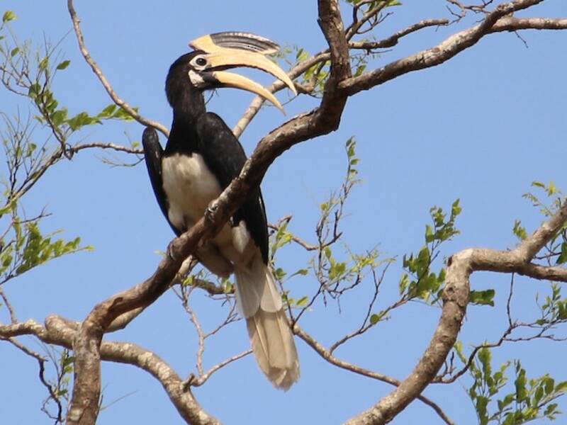 Malabar-Hornvogel