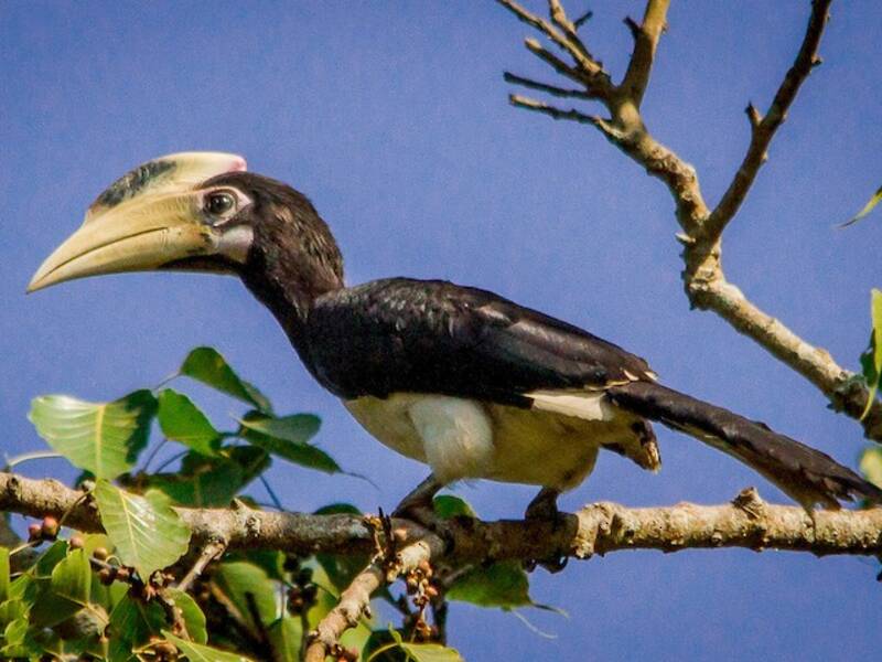 Malabar-Hornvogel, Fotos 2
