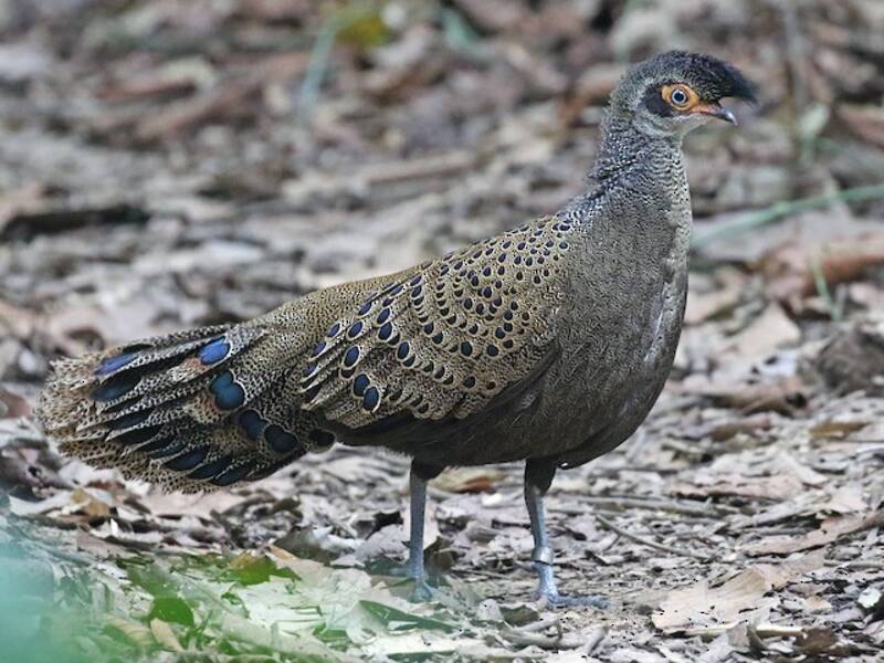 Faisán pavo real malayo, Fotos 3