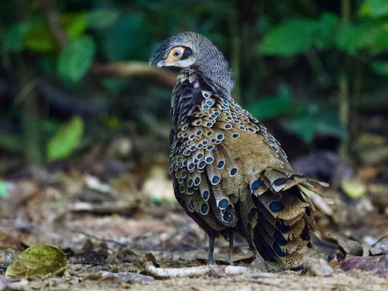 Faisán pavo real malayo, Fotos 4