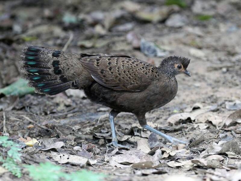 Faisán pavo real malayo, Fotos 2