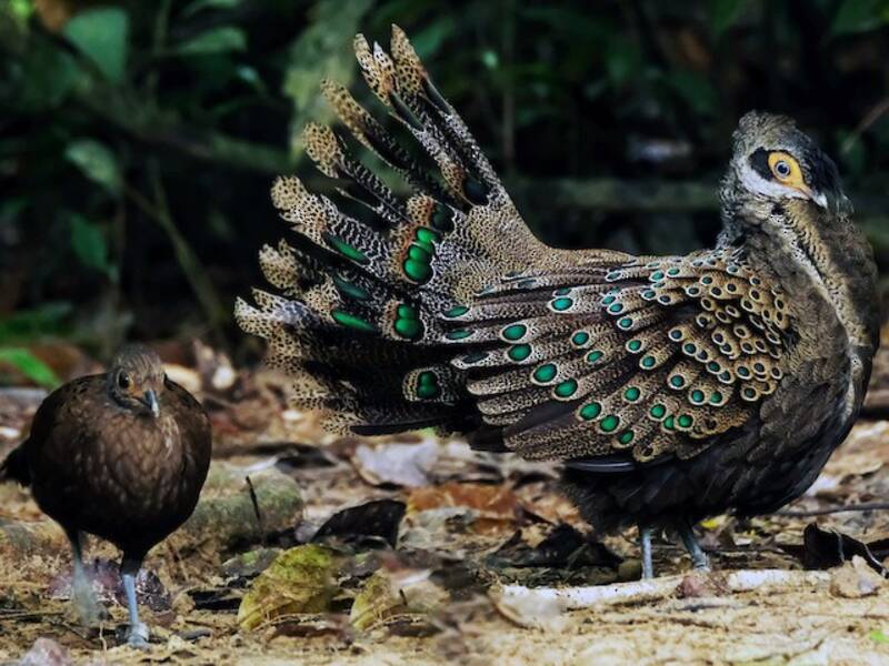 Faisán pavo real malayo
