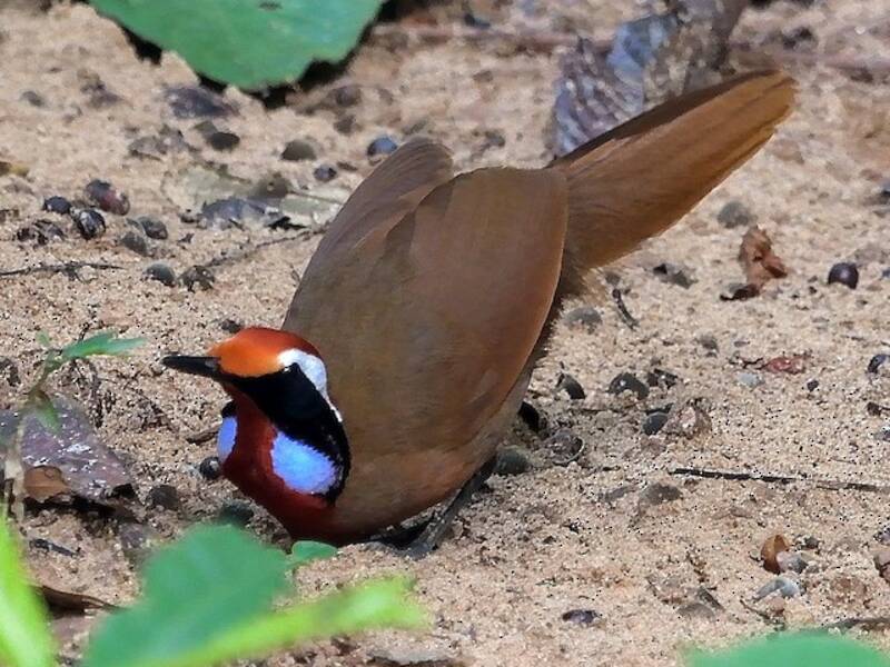 Malaysian Rail-babbler (Eupetes macrocerus)