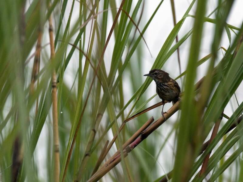 Marsh Babbler