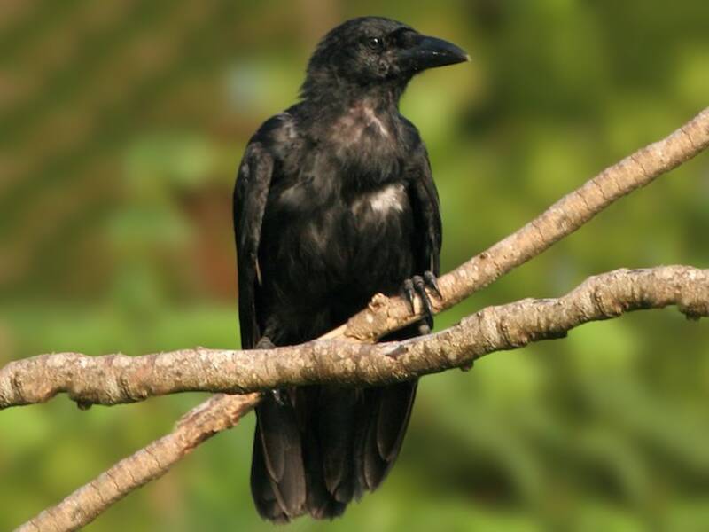 Corvo delle Marianne, Corvus kubaryi