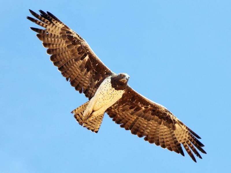 Aigle martial, Photos 4