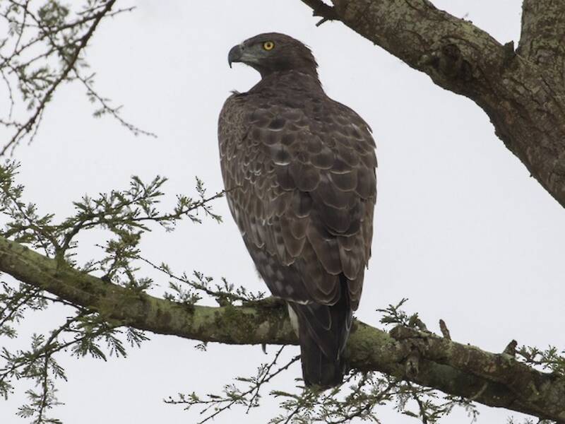 Martial Eagle (Polemaetus bellicosus)