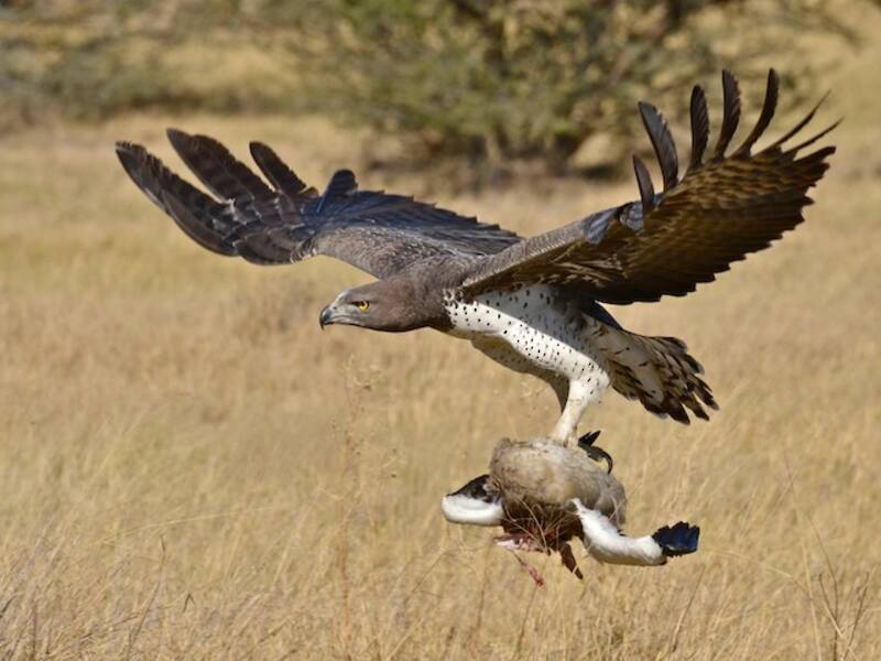 Aigle martial, Photos 2