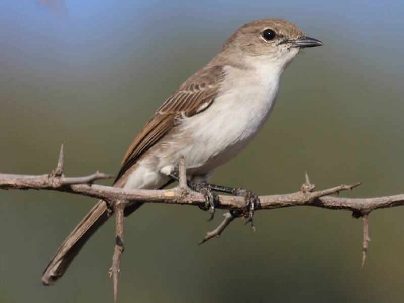 Marico Flycatcher, 照片 3