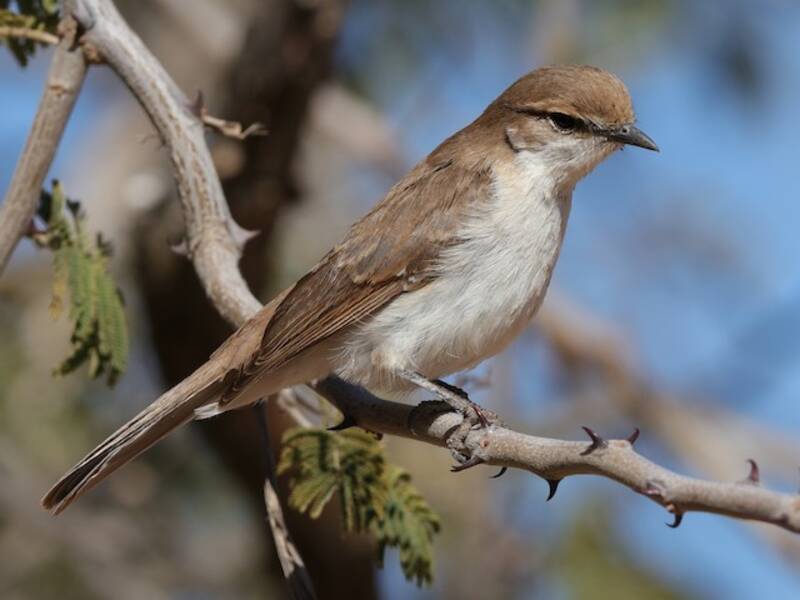 Marico Flycatcher, 照片 4