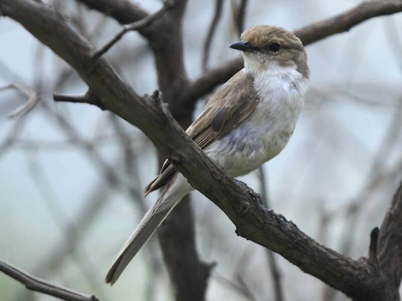 Marico Flycatcher, 照片 2