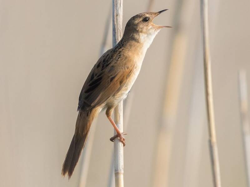 Marsh Grassbird