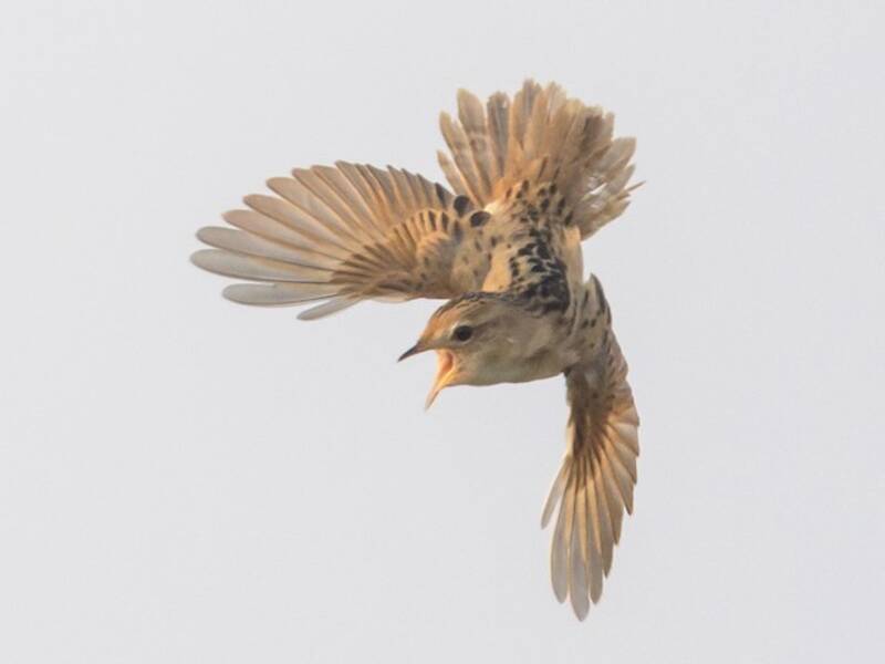Marsh Grassbird, 照片 2