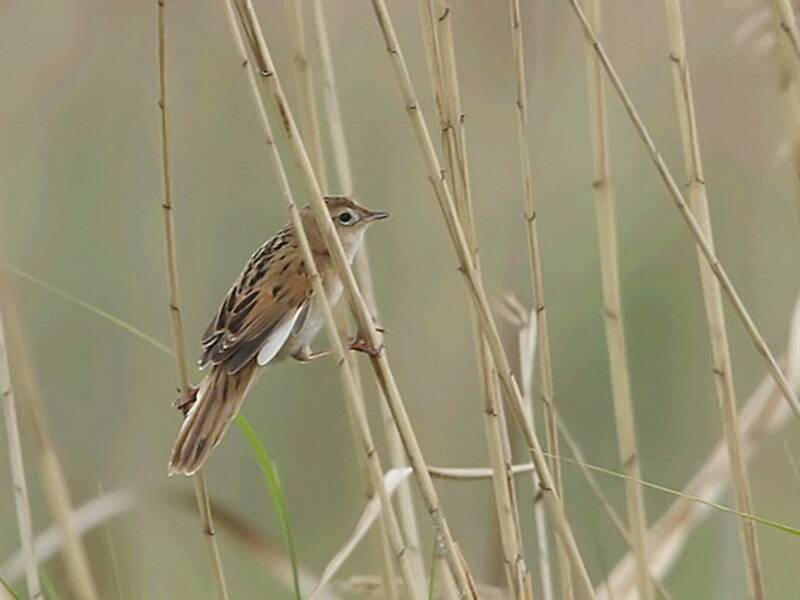 Marsh Grassbird, 照片 3