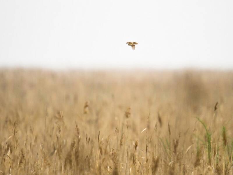 Marsh Grassbird, 照片 4