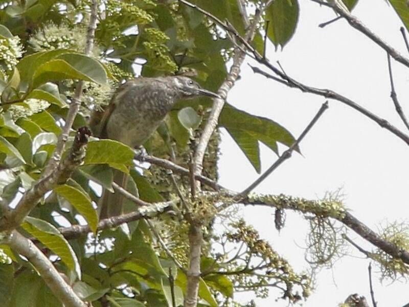 Marbled Honeyeater