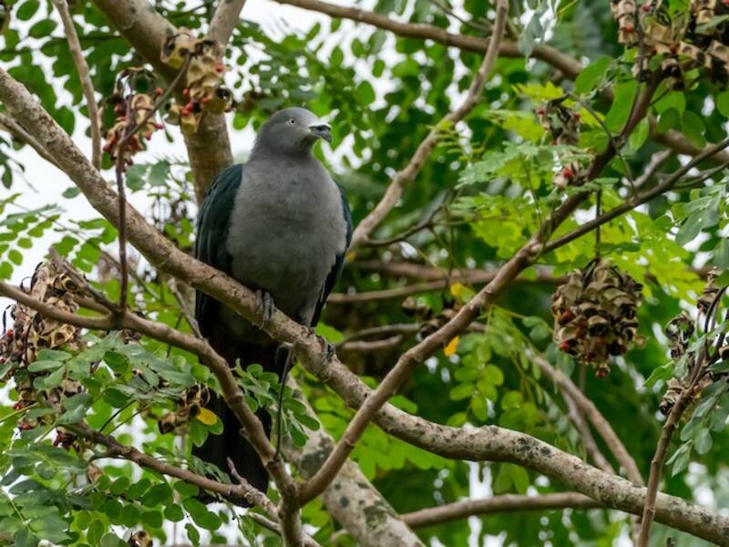 Paloma imperial de Nuku Hiva, Fotos 4