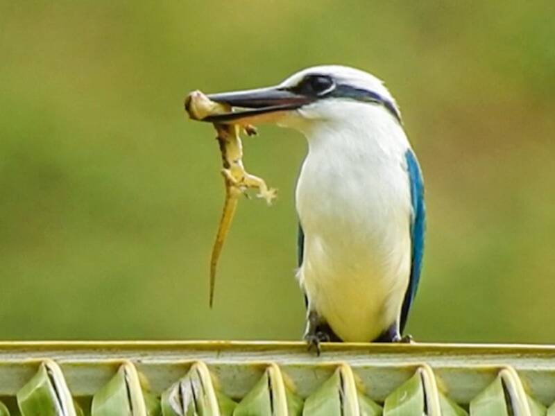 Martin pescatore delle Marchesi, Foto 4