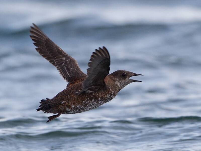 Guillemot marbré, Photos 4