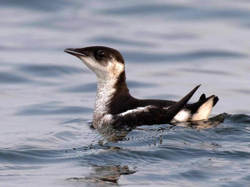 Marbled Murrelet (Brachyramphus marmoratus)